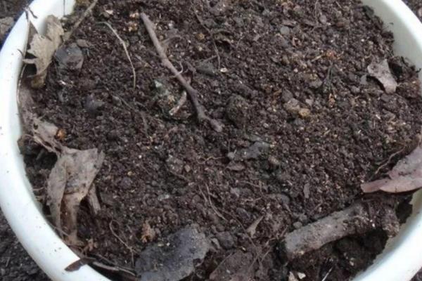 怎么养殖朱顶红,夏季要避免强光直射