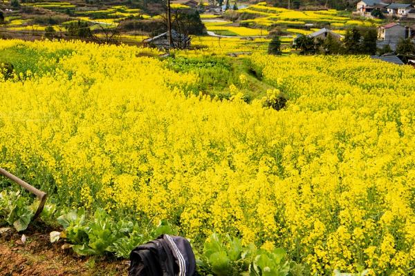 油菜高产管理技术，及时追肥确保油菜高产