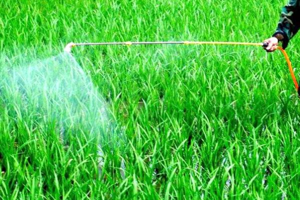 除草剂正确使用方法,选对好天时很关键