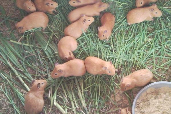 黄豚的繁殖技术,发情持续时间平均为9小时