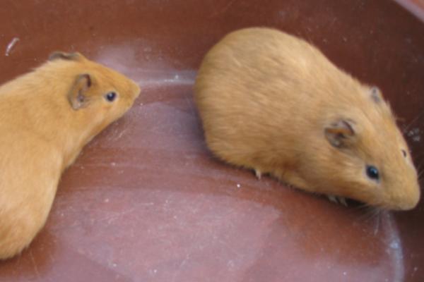 黄豚的繁殖技术,发情持续时间平均为9小时