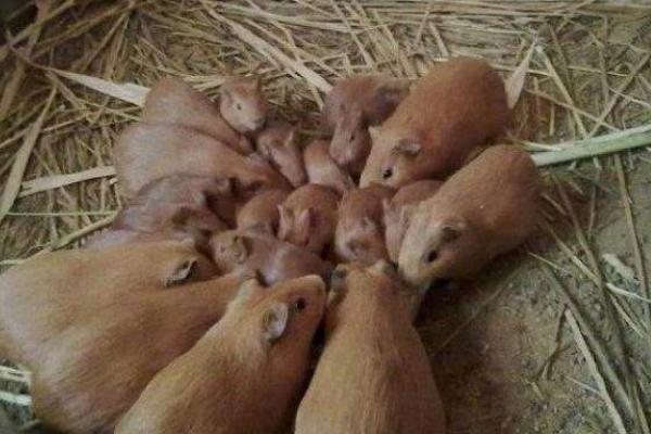 黄豚的繁殖技术,发情持续时间平均为9小时