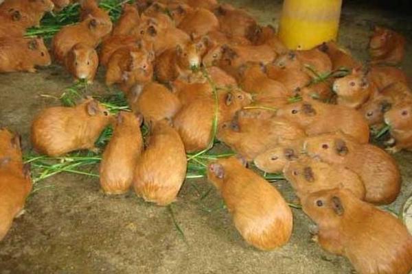 黄豚的繁殖技术,发情持续时间平均为9小时