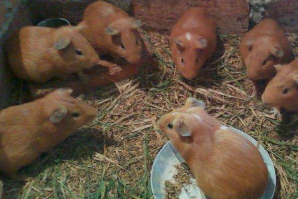 黄豚的繁殖技术,发情持续时间平均为9小时