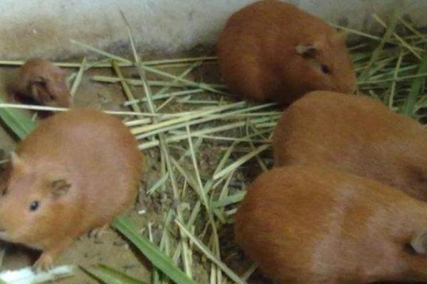 黄豚的繁殖技术,发情持续时间平均为9小时