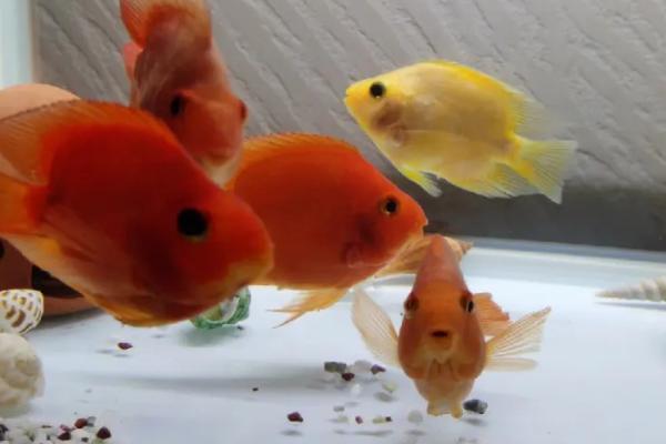 鹦鹉鱼的养殖方法,对水温和水质要求高