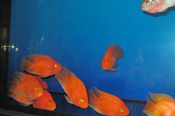 鹦鹉鱼的养殖方法,对水温和水质要求高