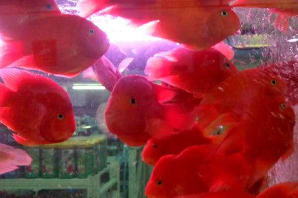 鹦鹉鱼的养殖方法,对水温和水质要求高