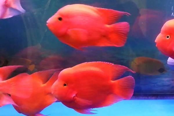 鹦鹉鱼的养殖方法,对水温和水质要求高