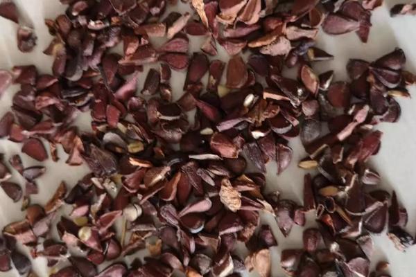 木瓜种子的种植方法,可春播或冬播