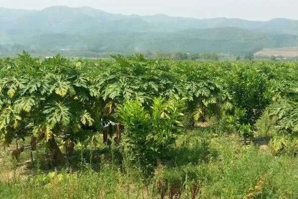 木瓜种子的种植方法,可春播或冬播