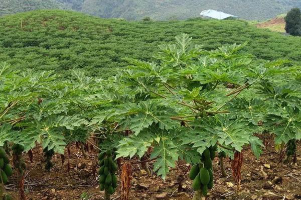 木瓜种子的种植方法,可春播或冬播