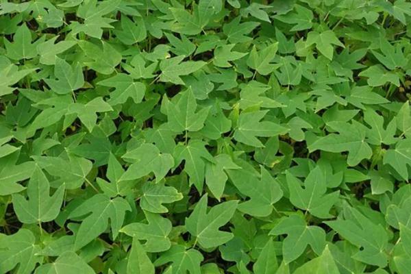 木瓜种子的种植方法,可春播或冬播