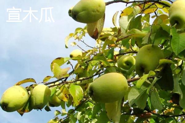 木瓜种子的种植方法,可春播或冬播