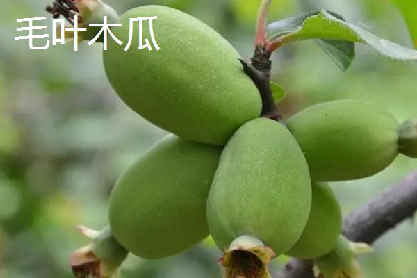 木瓜种子的种植方法,可春播或冬播