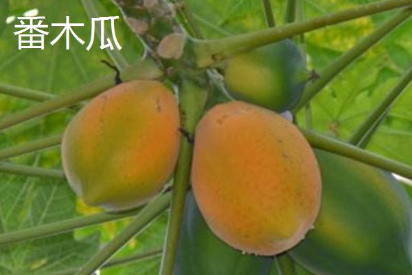 木瓜种子的种植方法,可春播或冬播