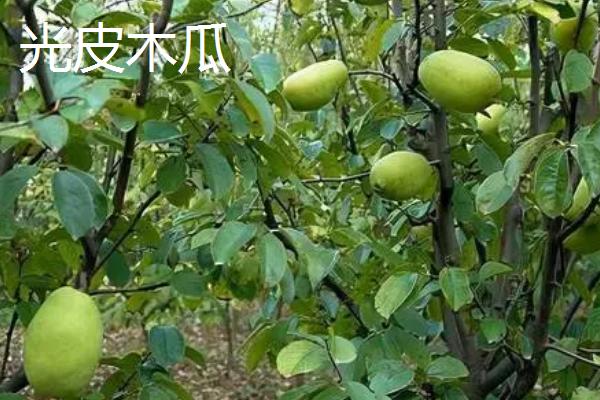 木瓜种子的种植方法,可春播或冬播