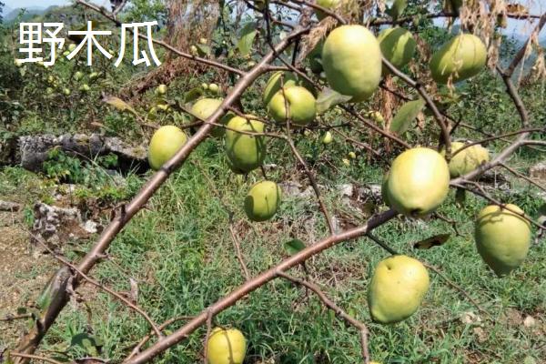 木瓜种子的种植方法,可春播或冬播