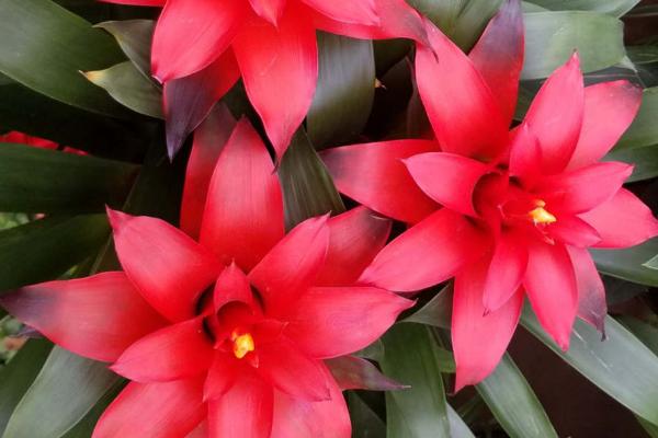 鸿运当头的种植技术,喜欢弱酸性土壤