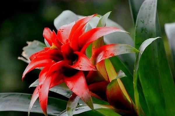 鸿运当头的种植技术,喜欢弱酸性土壤