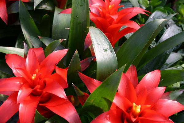 鸿运当头的种植技术,喜欢弱酸性土壤