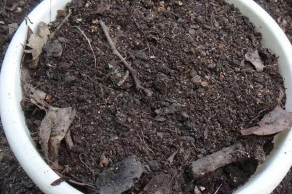 鸿运当头的种植技术,喜欢弱酸性土壤