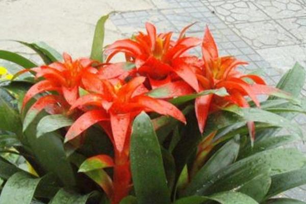 鸿运当头的种植技术,喜欢弱酸性土壤