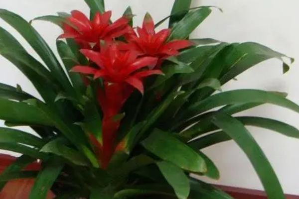 鸿运当头的种植技术,喜欢弱酸性土壤