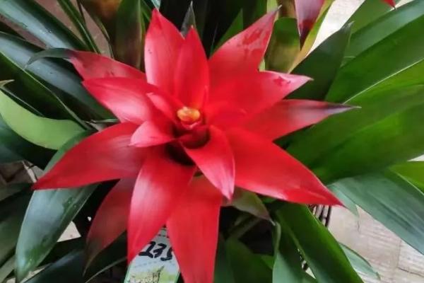 鸿运当头的种植技术,喜欢弱酸性土壤