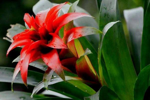 鸿运当头的种植技术,喜欢弱酸性土壤