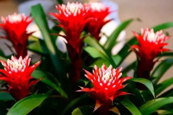 鸿运当头的种植技术,喜欢弱酸性土壤