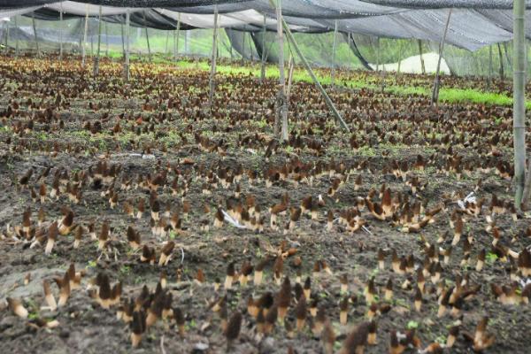 羊肚菌怎么种植,提供散射光有利于子实体发育