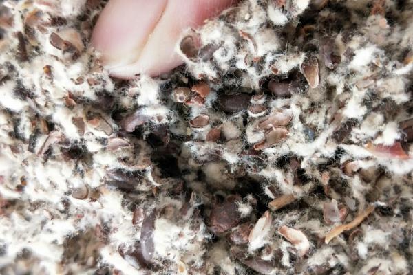 羊肚菌怎么种植,提供散射光有利于子实体发育