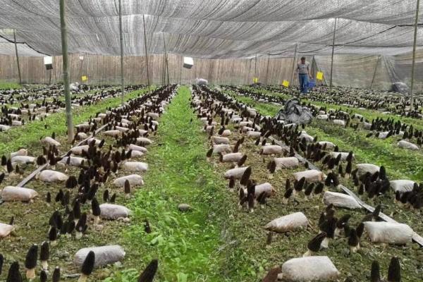 羊肚菌怎么种植,提供散射光有利于子实体发育