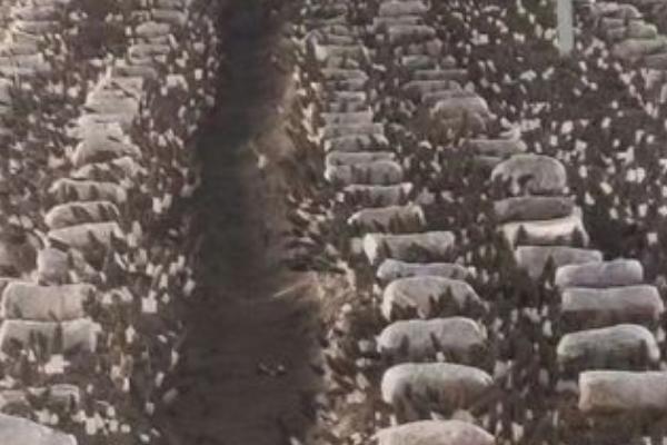 羊肚菌怎么种植,提供散射光有利于子实体发育