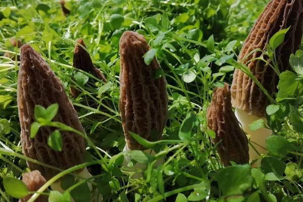 羊肚菌怎么种植,提供散射光有利于子实体发育