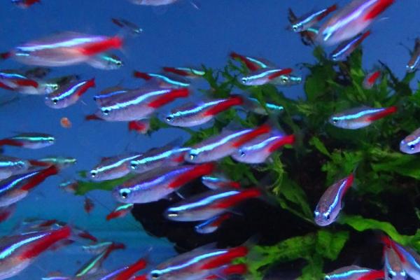 如何让霓虹灯鱼繁殖，可按照1：1的比例让雌雄亲鱼交配产卵