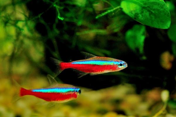 如何让霓虹灯鱼繁殖，可按照1：1的比例让雌雄亲鱼交配产卵