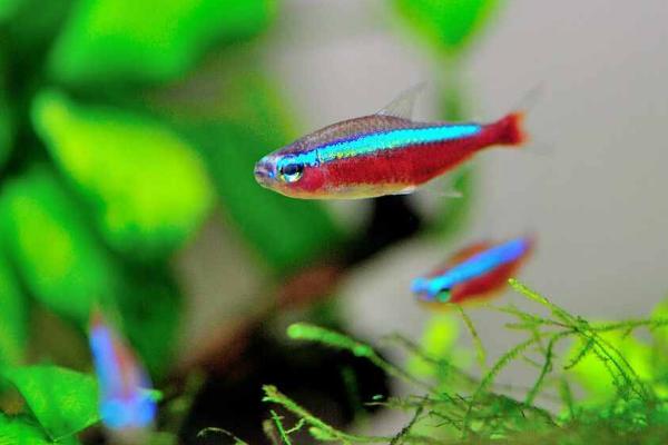 如何让霓虹灯鱼繁殖，可按照1：1的比例让雌雄亲鱼交配产卵