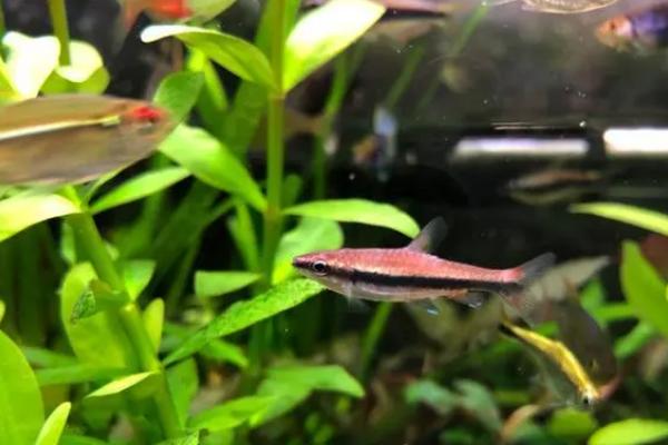 如何让霓虹灯鱼繁殖，可按照1：1的比例让雌雄亲鱼交配产卵