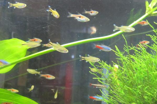 如何让霓虹灯鱼繁殖，可按照1：1的比例让雌雄亲鱼交配产卵