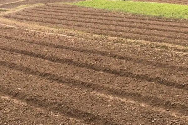 冬季大白菜种植方法,及时清理前茬作物残留物