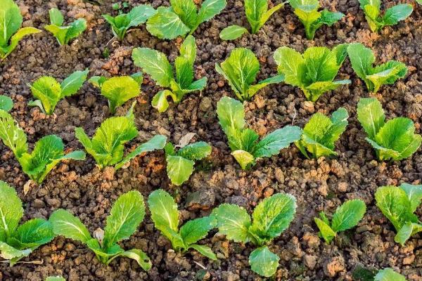 冬季大白菜种植方法,及时清理前茬作物残留物