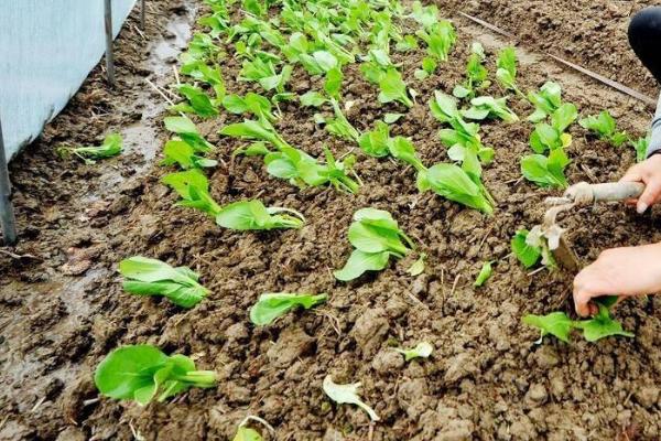 冬季大白菜种植方法,及时清理前茬作物残留物