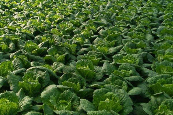 冬季大白菜种植方法,及时清理前茬作物残留物