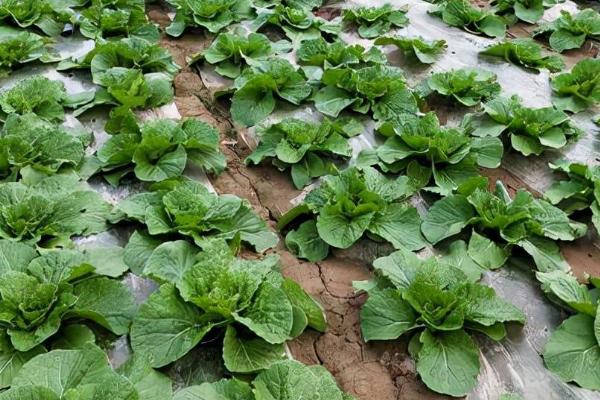 冬季大白菜种植方法,及时清理前茬作物残留物